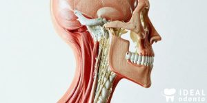 Anatomia Cabeça e Pescoço: 5 Razões para Estudar Agora